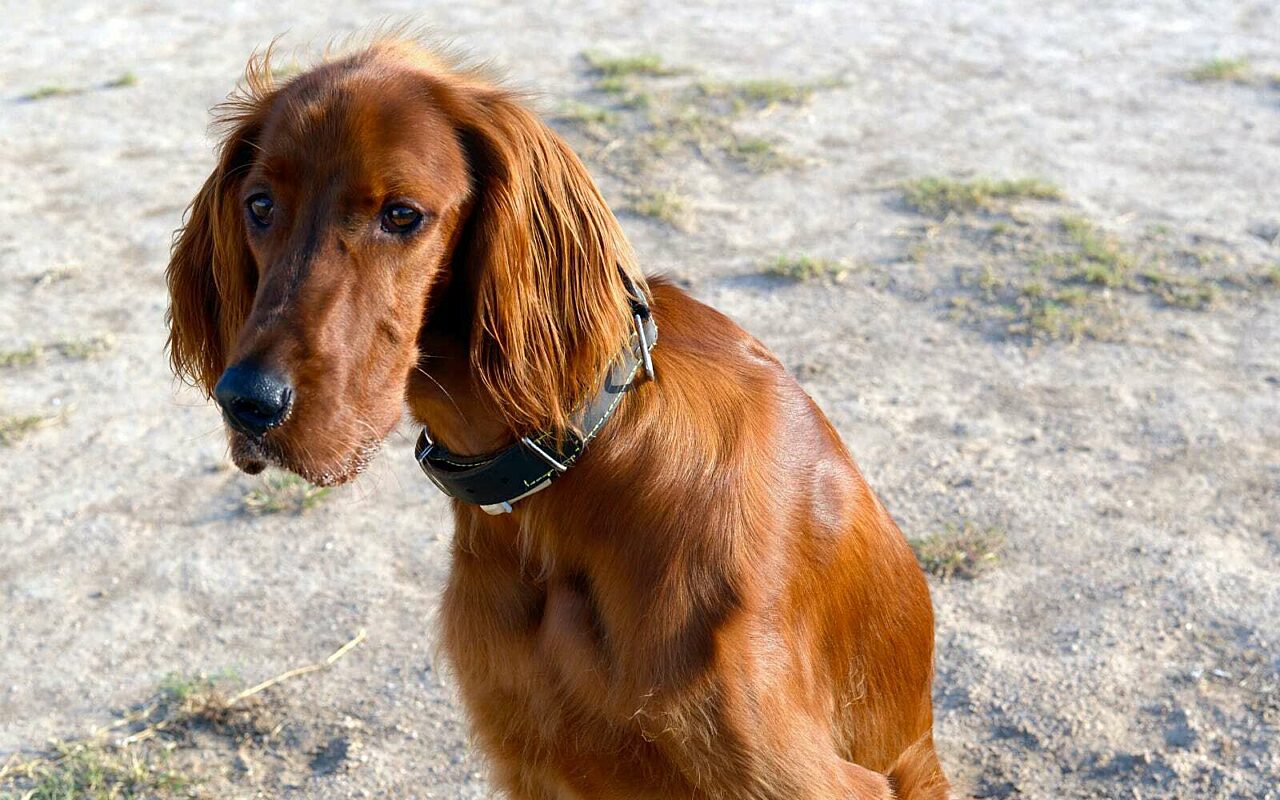 Irish Setter